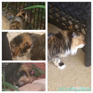 First time outside since surgery