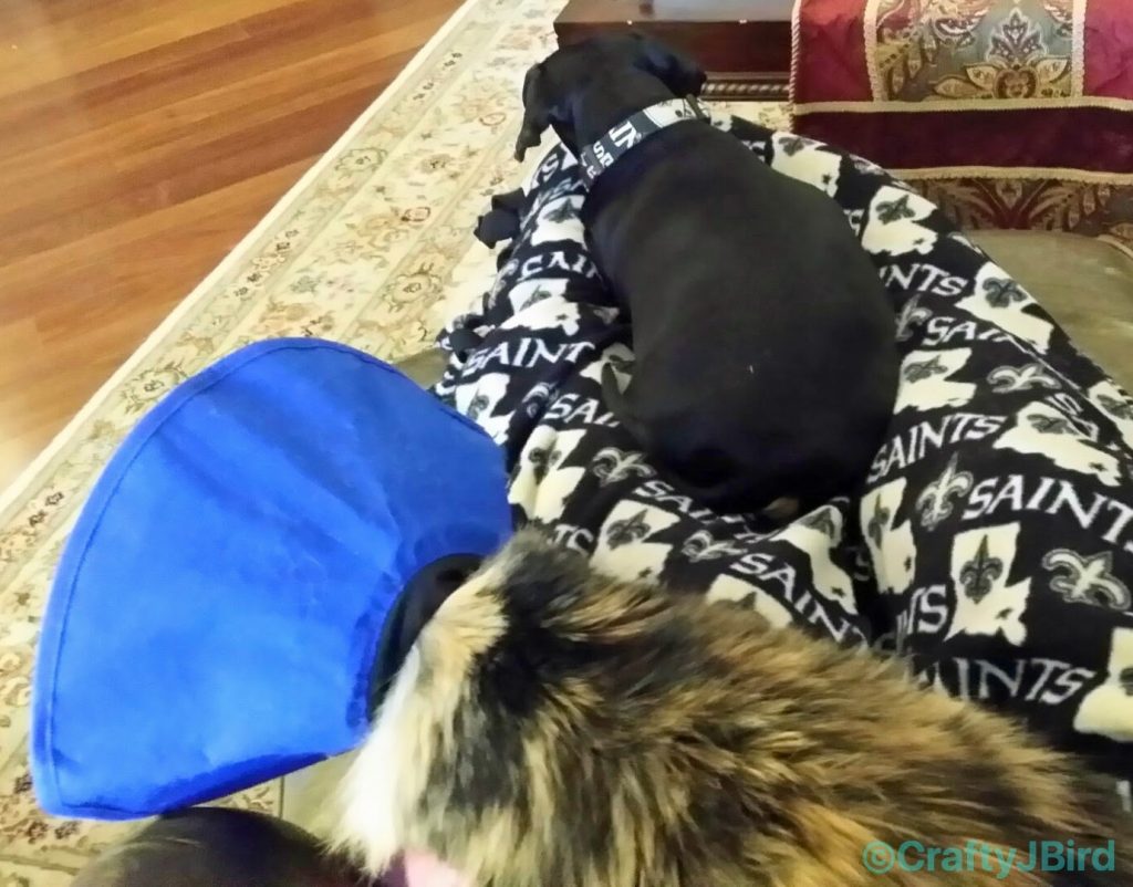 Giving Gracie baby some TLC -- Dixie was jealous so she got some too.. 