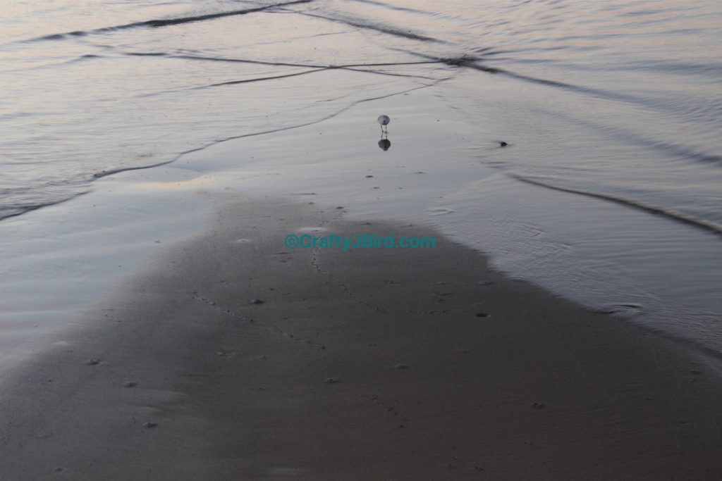 MS Gulf Coast Trip -- Visit CraftyJBird.com for more info...